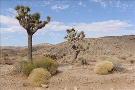 Joshua Tree NP